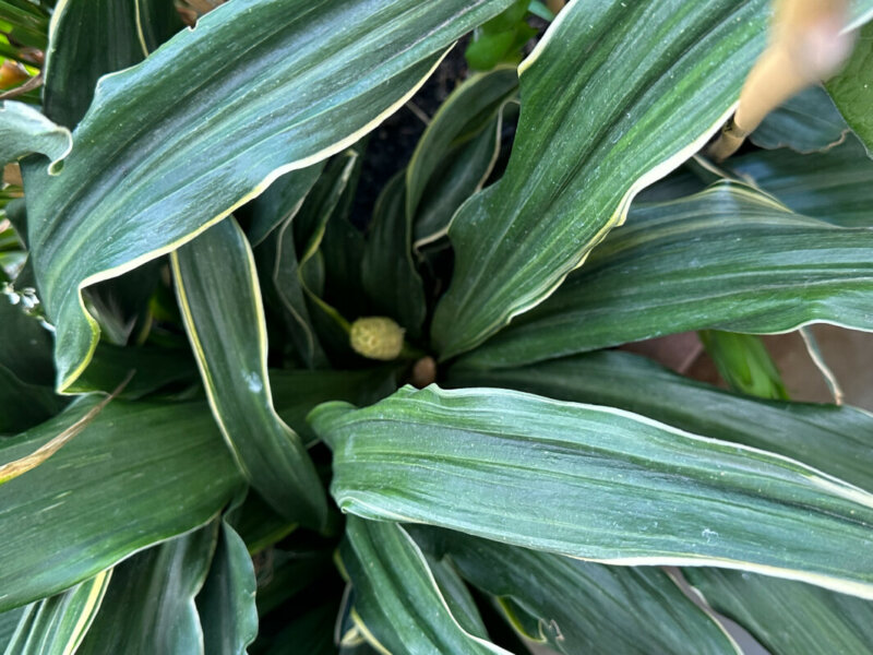 Rohdée du Japon, Rohdea japonica, plante vivace, au printemps sur mon balcon parisien, Paris 19e (75)