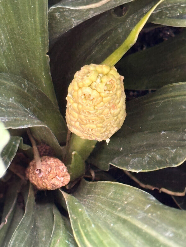 Lire la suite à propos de l’article Nouvelle floraison de ma rohdée du Japon