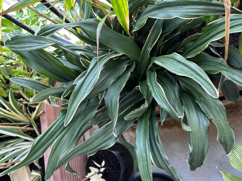 Rohdée du Japon, Rohdea japonica, plante vivace, au printemps sur mon balcon parisien, Paris 19e (75)