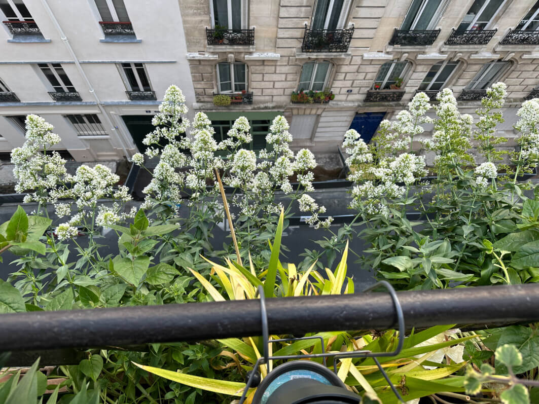 Lire la suite à propos de l’article Ma jolie bordure aérienne de valérianes des jardins blanches