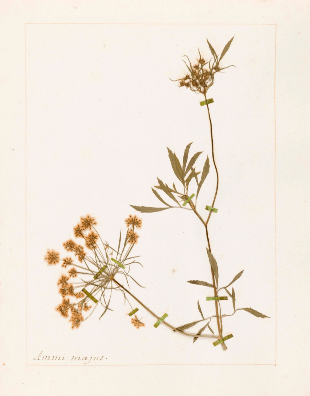Ammi majus, Herbier de Jean-Jacques Rousseau, Maison Ader, juin 2024