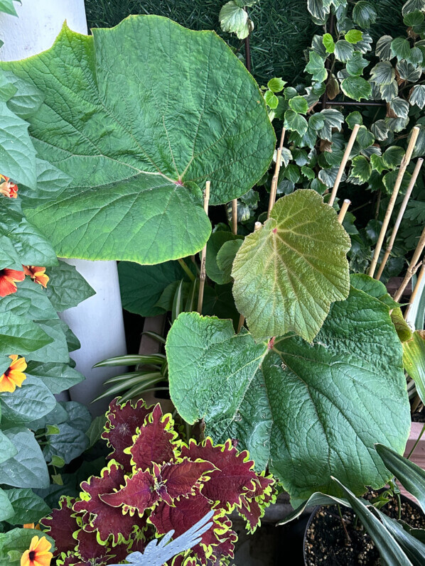 Lire la suite à propos de l’article Mon Begonia ‘Torsa’ prend ses aises