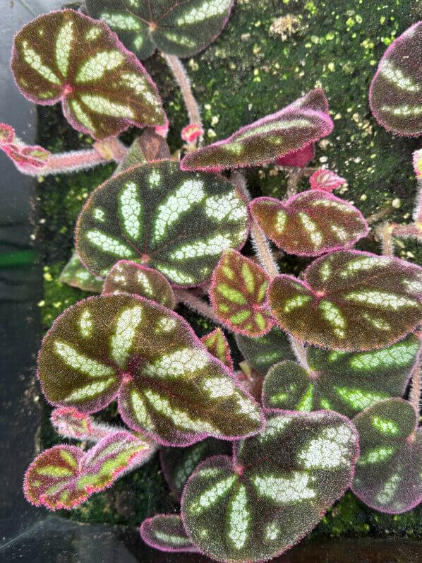 Lire la suite à propos de l’article Begonia datii