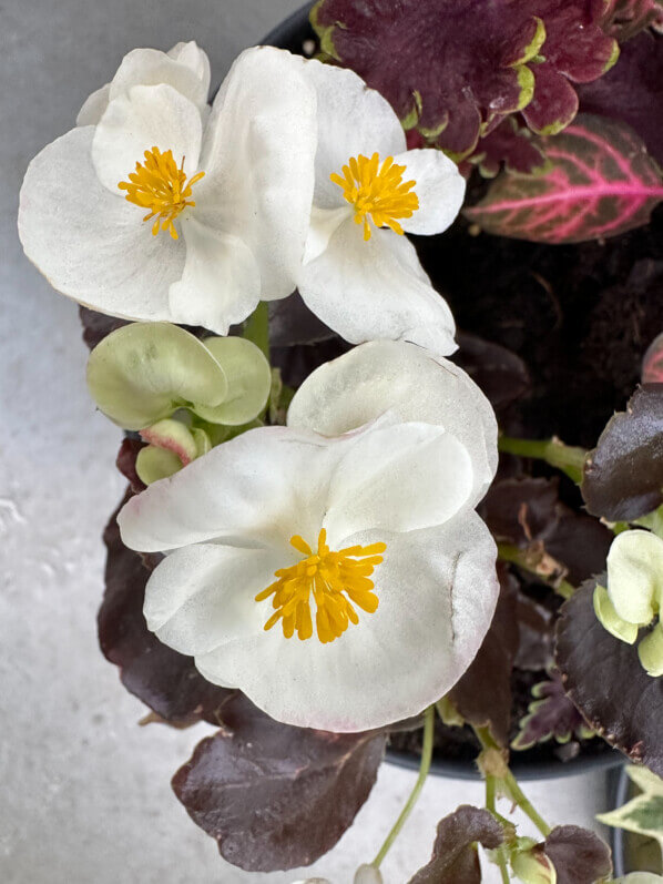Lire la suite à propos de l’article Fleurs blanches sur feuillage pourpre foncé