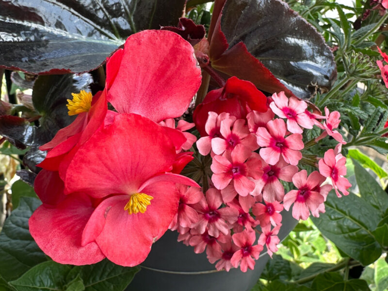 Begonia semperflorens et verveine hybride Lanai Up Strawberry Daiquiri, au printemps sur mon balcon parisien, Paris 19e (75)