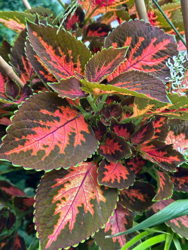 Coleus (Sonenostemon) en été sur mon balcon, Paris 19e (75)