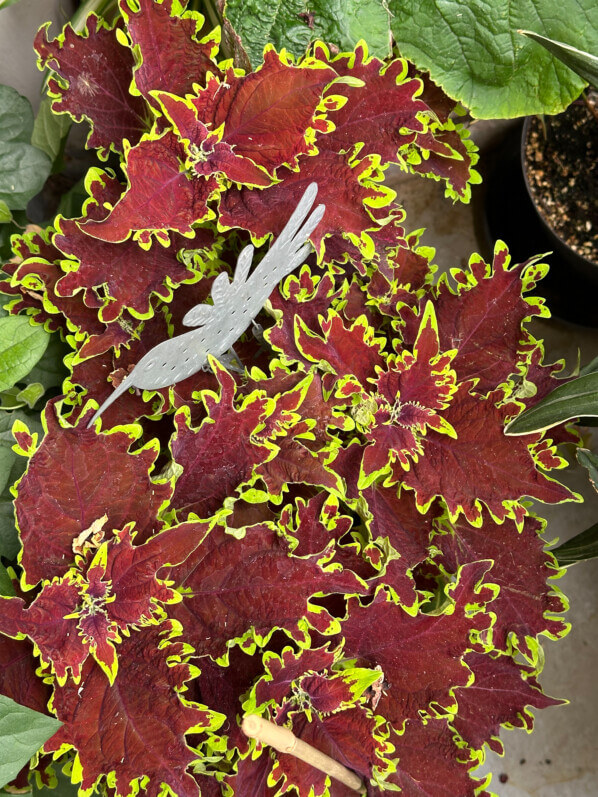Coleus (Solenostemon) en été sur mon balcon, Paris 19e (75)