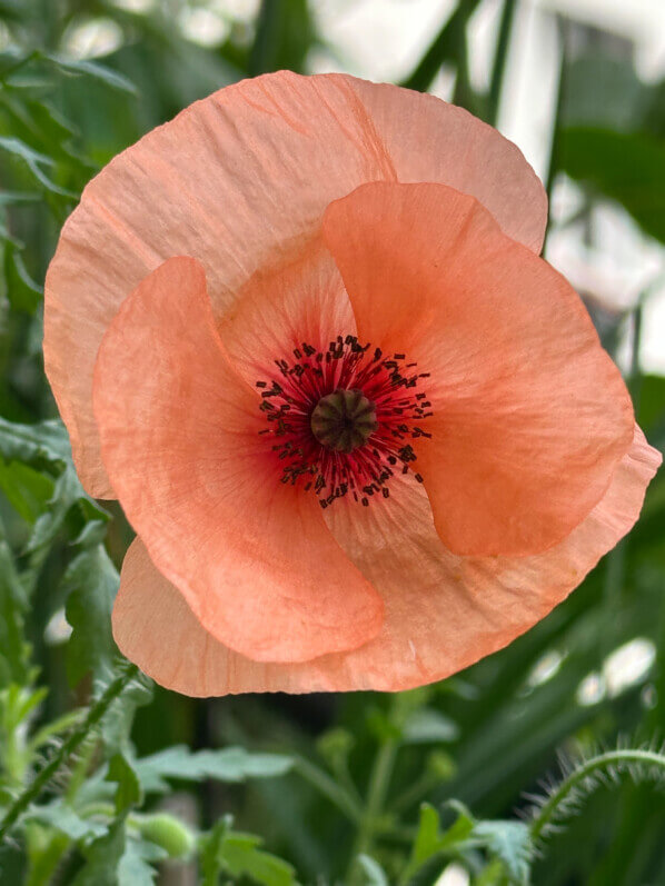 Lire la suite à propos de l’article Coquelicot à surprises