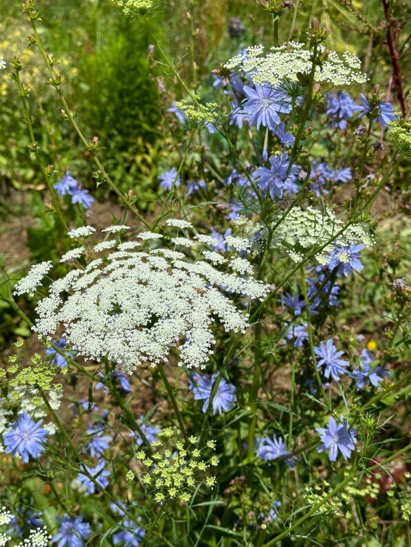 Chicorée, Apiacée, fleurs sauvages au début de l'été dans le Jardin Truillot, Paris 11e (75)