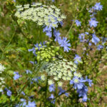 Chicorée, Apiacée, fleurs sauvages au début de l'été dans le Jardin Truillot, Paris 11e (75)