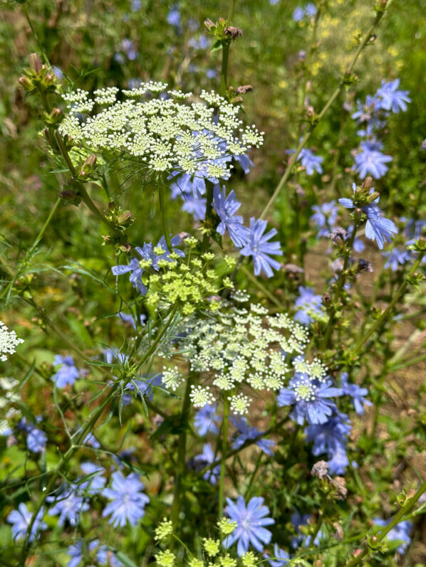 Lire la suite à propos de l’article Belles fleurs de sauvageonnes estivales dans le Jardin Truillot (Paris 11e)
