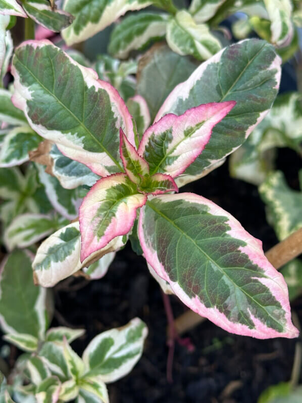 Lire la suite à propos de l’article Nouveau feuillage pour mon Hydrangea serrata Euphoria Pink