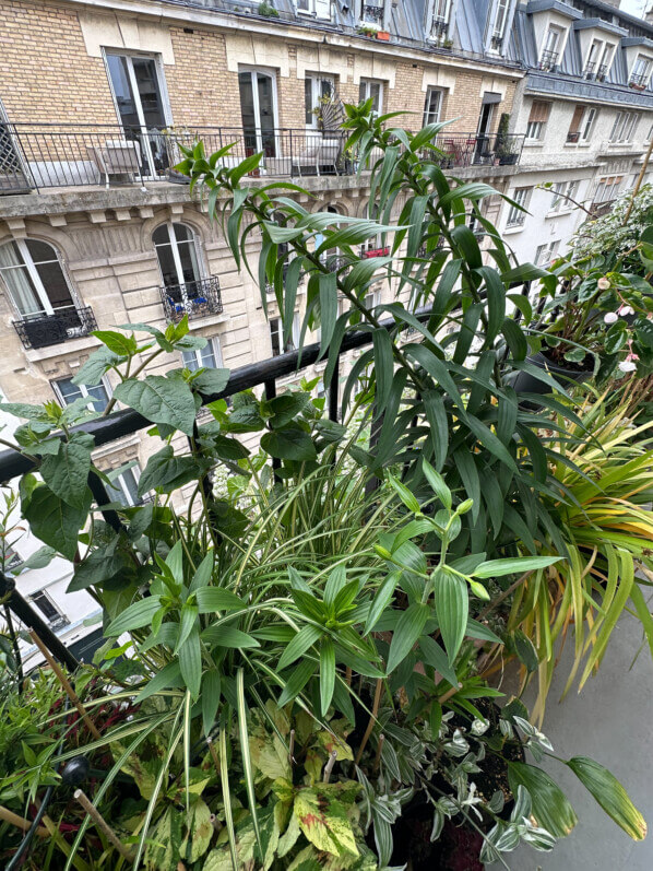 Lis 'Mister Cas' au printemps sur mon balcon parisien, Paris 19e (75)