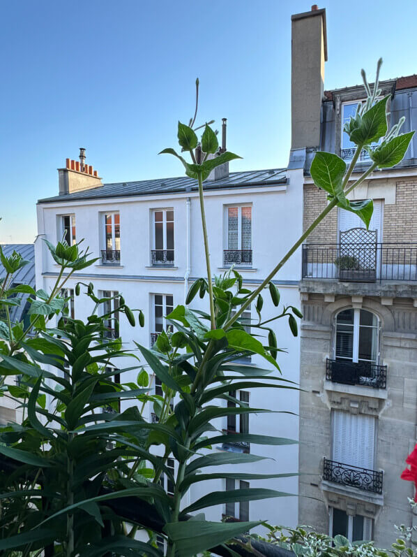 Lire la suite à propos de l’article Belles de nuit, lis et graminée dopés par le printemps frais et humide