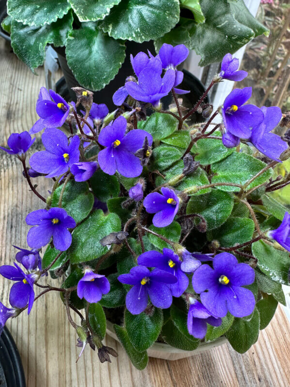 Lire la suite à propos de l’article Le joli bouquet de violettes du Streptocarpus (Saintpaulia) ‘Tiny Wood Trail’