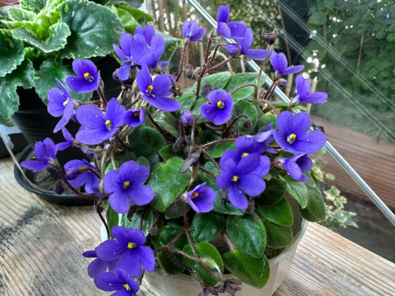 Streptocarpus (Saintpaulia) ‘Tiny Wood Trail’, plante d'intérieur, Paris 19e (75)