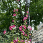 Rose trémière, avenue de Flandre, Paris 19e (75)