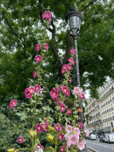 Lire la suite à propos de l’article La rose trémière qui rêvait d’être aussi grande qu’un lampadaire