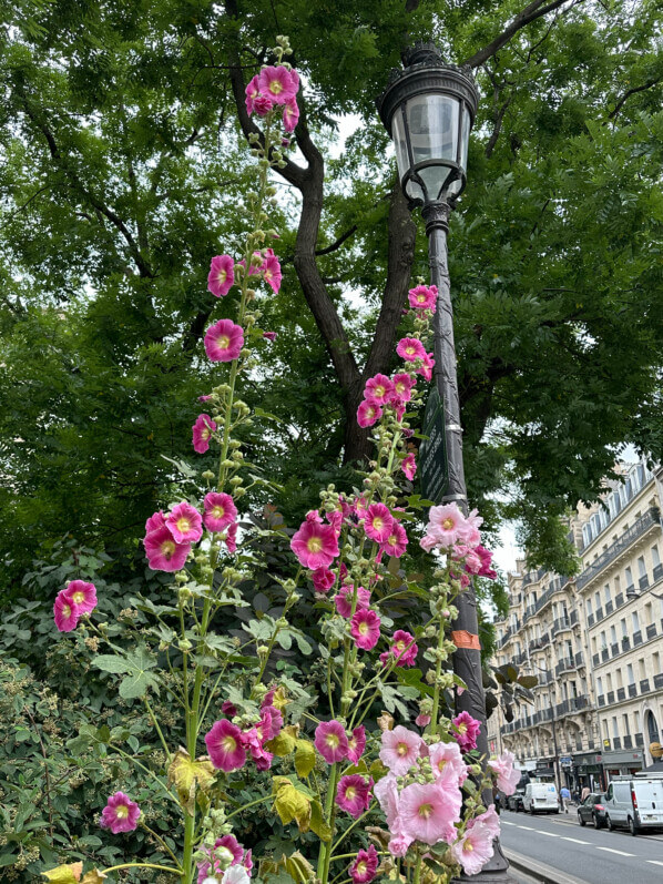 Lire la suite à propos de l’article La rose trémière qui rêvait d’être aussi grande qu’un lampadaire