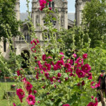 Rose trémière au début de l'été dans le Jardin Truillot, Paris 11e (75)