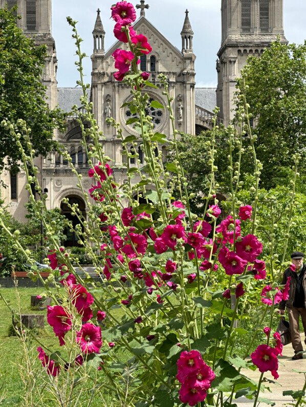 Lire la suite à propos de l’article Grande et belle rose trémière dans le jardin Truillot (Paris 11e)