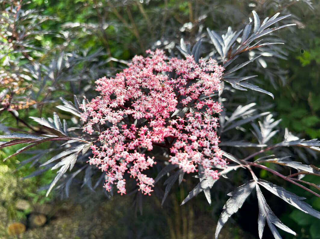 Lire la suite à propos de l’article Magnifique sureau pourpre lacinié (Sambucus nigra ‘Black Lace’)