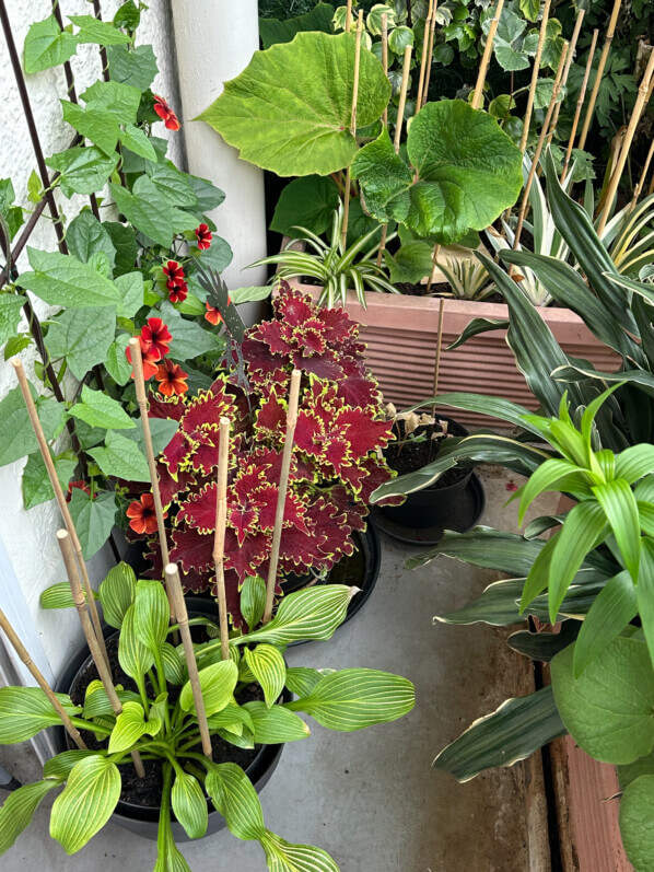 Potée de Thunbergia alata et coléus au printemps sur mon balcon parisien, Paris 19e (75)