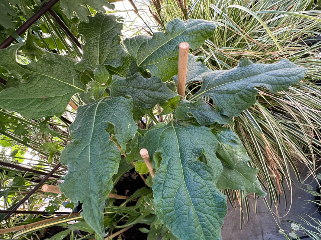 Lire la suite à propos de l’article Tithonia rotundifolia ‘Torch’ sur mon balcon, est-ce bien raisonnable ?