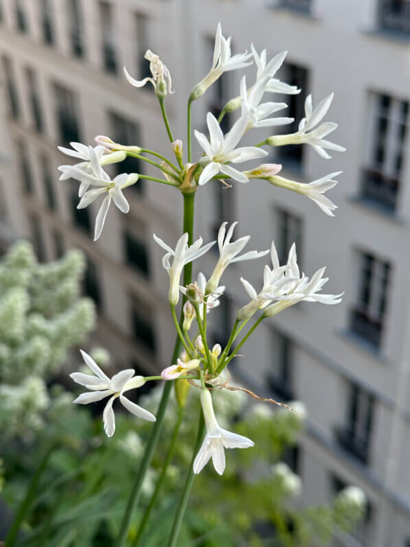 Tulbaghia violacea ‘Pearl’ au printemps sur mon balcon parisien, Paris 19e (75)