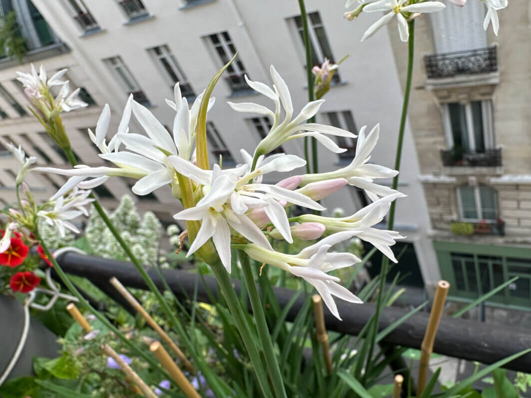 Lire la suite à propos de l’article Le début de la floraison de mon Tulbaghia violacea ‘Pearl’
