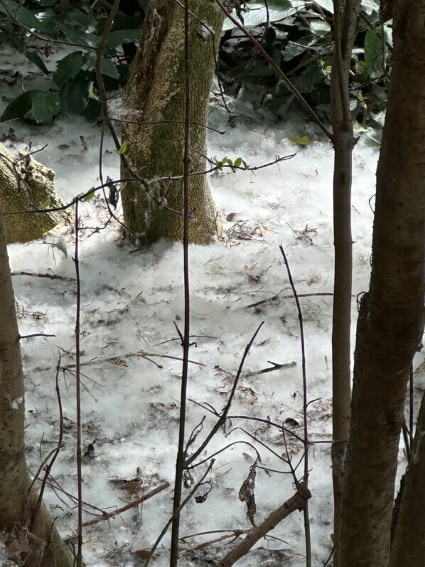 Lire la suite à propos de l’article La neige de peuplier dans le parc des Buttes-Chaumont (Paris 19e)