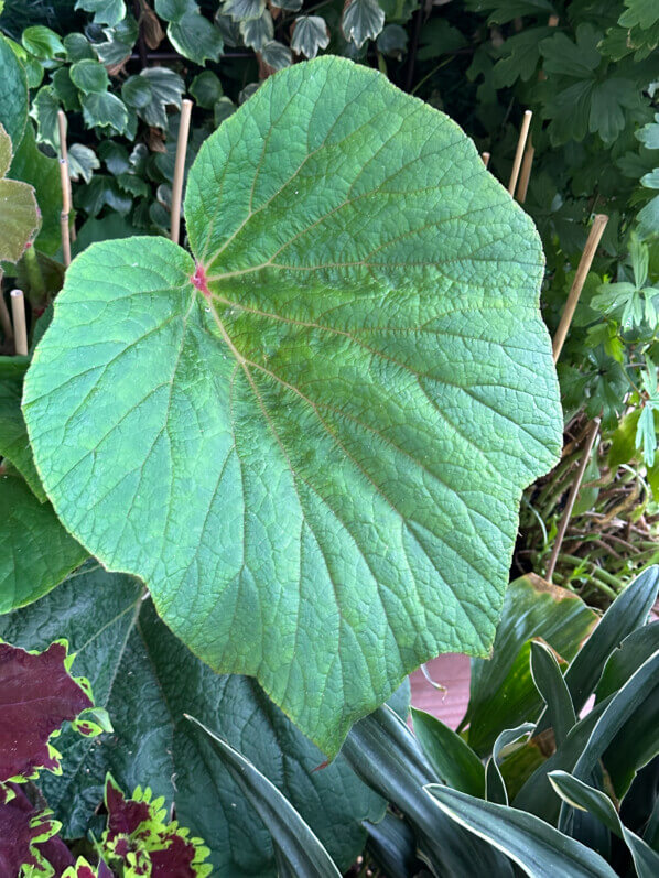 Lire la suite à propos de l’article Mon bégonia ‘Torsa’ a des feuilles gigantesques
