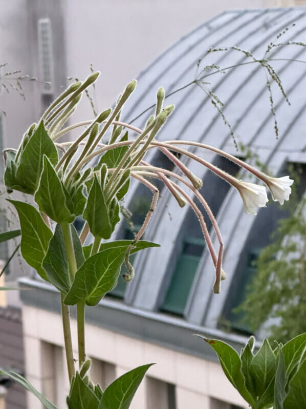 Floraison de Mirabilis longiflora en été sur mon balcon, Paris 19e (75)