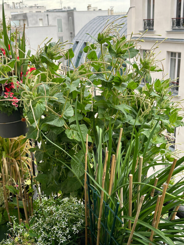Lire la suite à propos de l’article Grande brassée de belles de nuit à longues fleurs