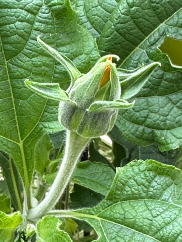 Lire la suite à propos de l’article Bouton floral du Tithonia ‘Torch’
