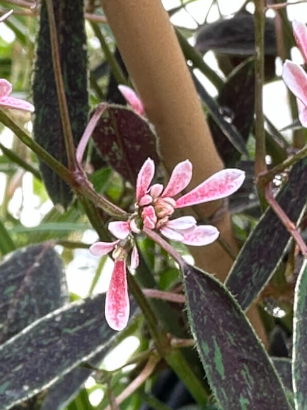 Lire la suite à propos de l’article Euphorbia hypericifolia Flamingo Rose
