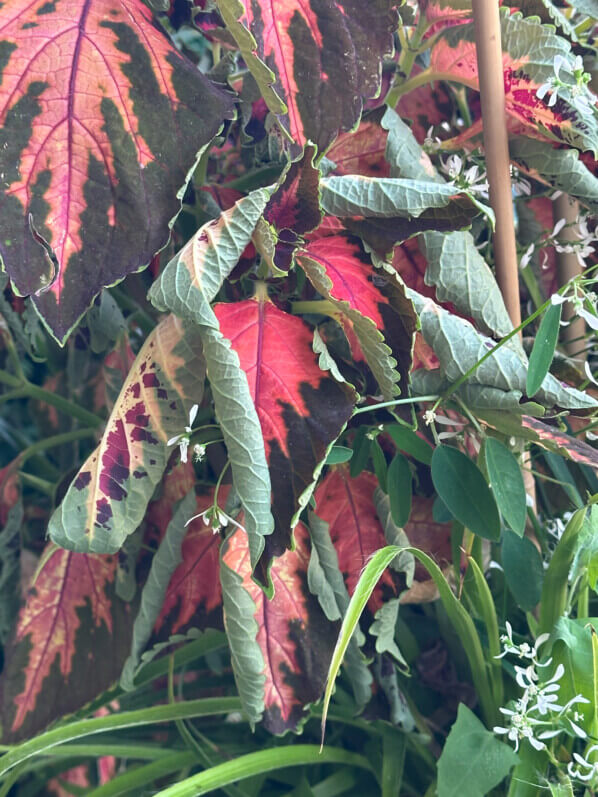 Lire la suite à propos de l’article Coleus trop arrosé