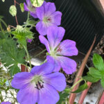 Ligne de fleurs du Geranium ‘Azure Rush’