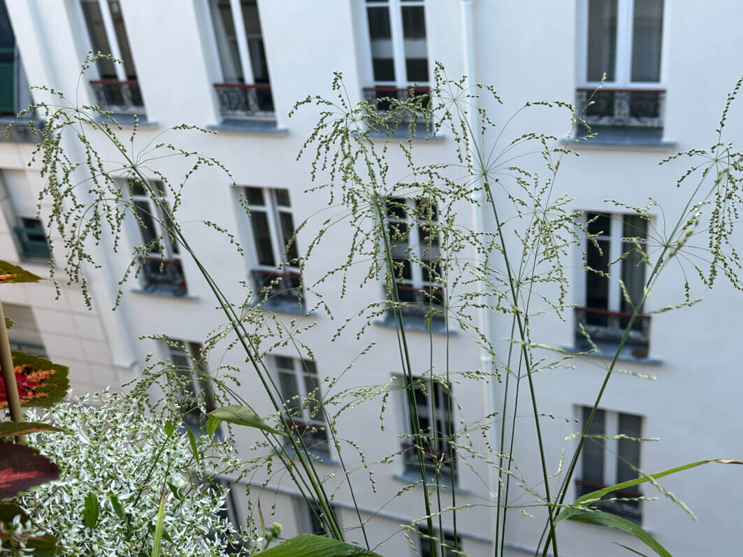 Lire la suite à propos de l’article Les perles de la graminée Phaenosperma globosa