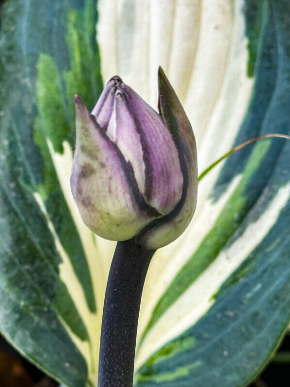 Lire la suite à propos de l’article Les belles couleurs du bouton floral de l’hosta ‘Blue Ivory’