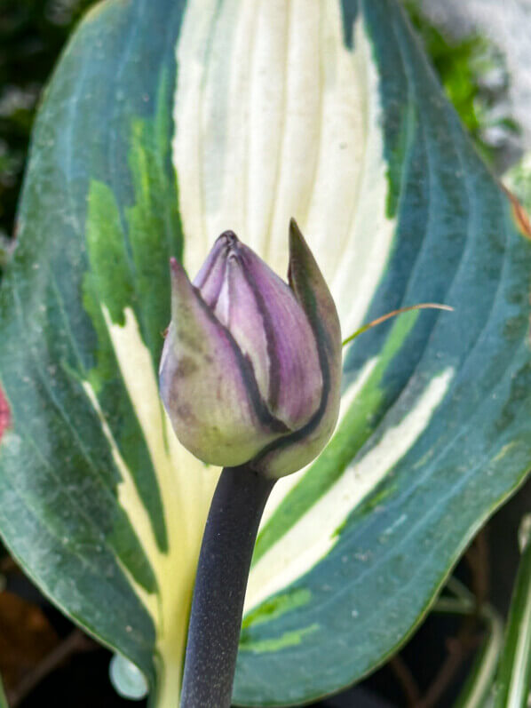 Bouton floral, Hosta 'Blue Ivory', en été sur mon balcon, Paris 19e (75)