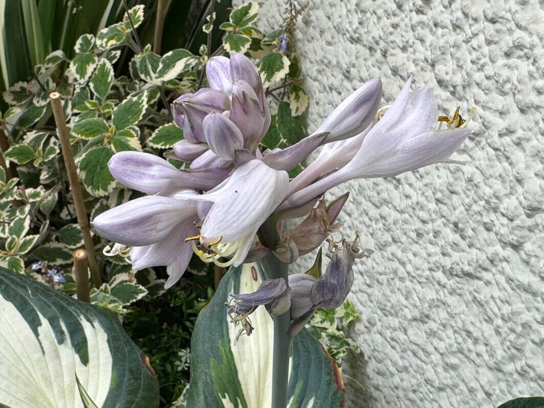 Lire la suite à propos de l’article Floraison de l’hosta ‘Blue Ivory’