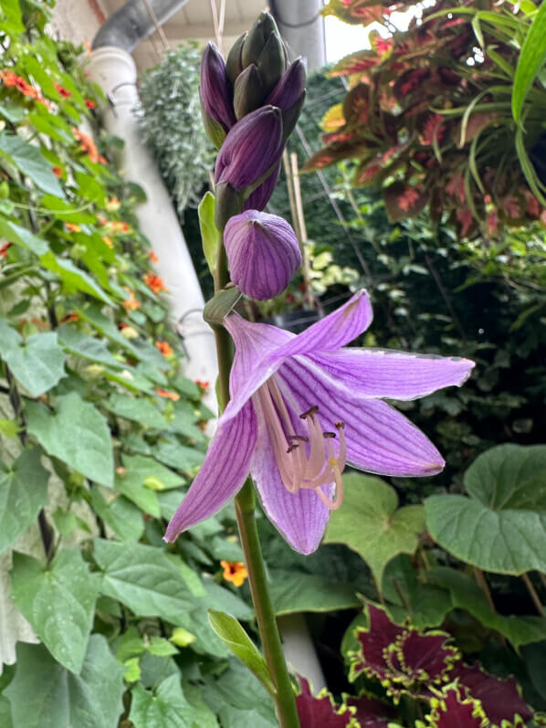 Hosta 'Siberian Tiger' en été sur mon balcon, Paris 19e (75)