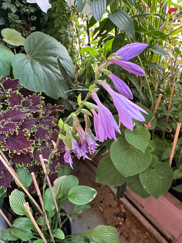 Lire la suite à propos de l’article Hosta ‘Siberian Tiger’, des fleurs toujours plus hautes