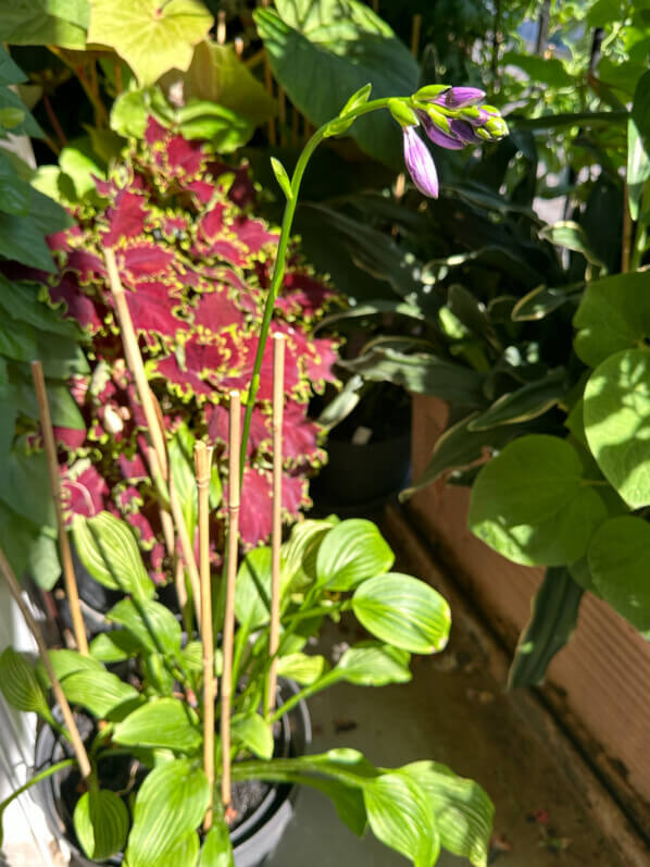 Lire la suite à propos de l’article Hampe florale démesurée pour l’hosta ‘Siberian Tiger’