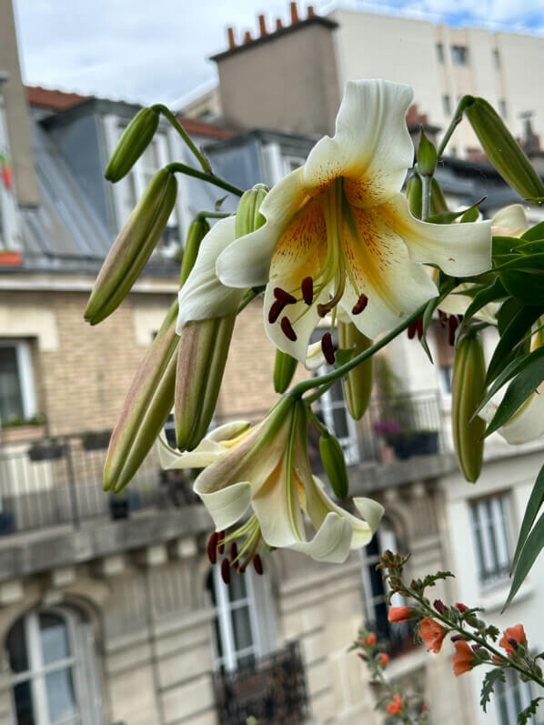 Lire la suite à propos de l’article Nouvelle floraison de mes lis ‘Mister Cas’
