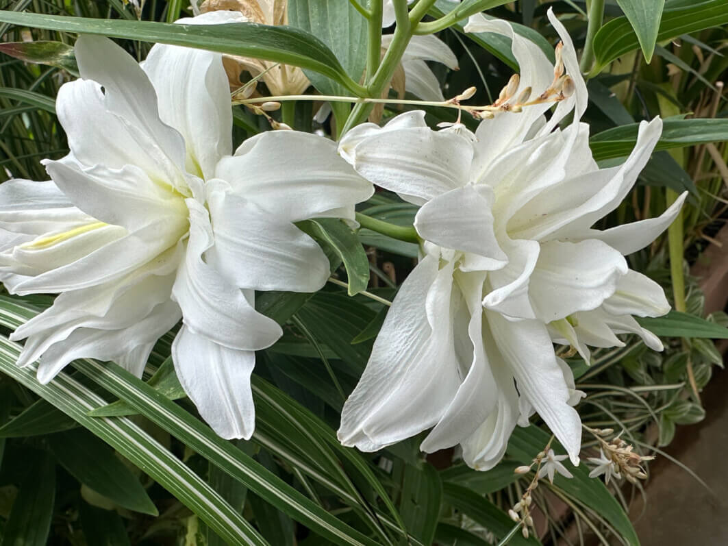 Lire la suite à propos de l’article La floraison de mon lis orientale Lotus blanc continue