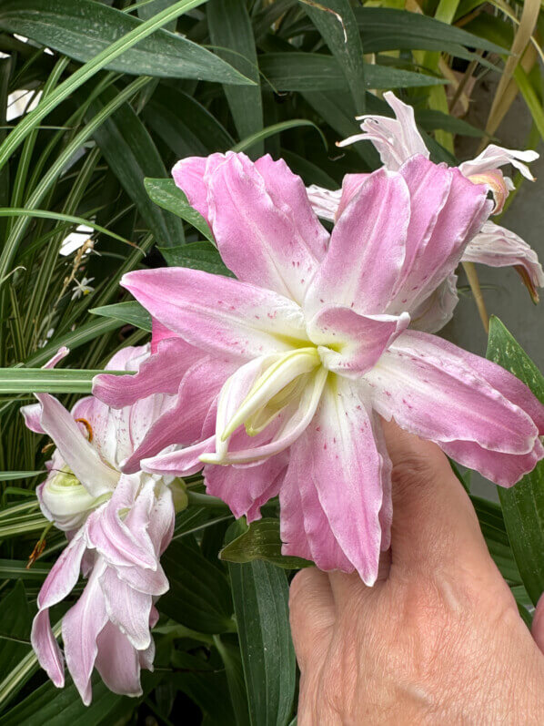 Lire la suite à propos de l’article Quelques photos de mes lis Lotus