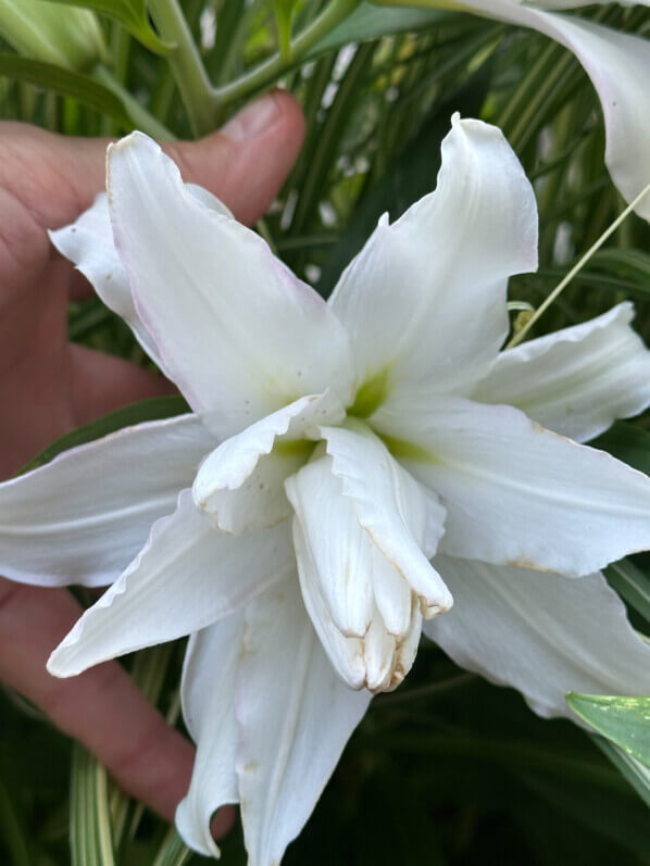 Lis orientale Lotus blanc en été sur mon balcon, Paris 19e (75)