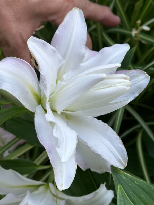 Lire la suite à propos de l’article Lis orientale Lotus blanc